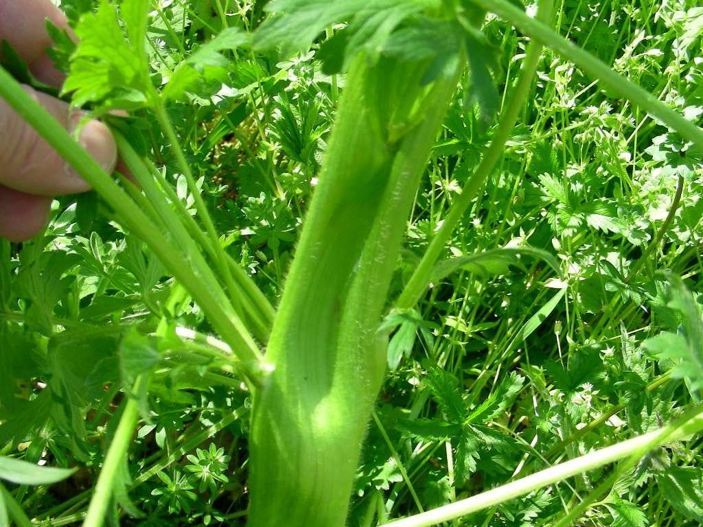 Fasciazione su Ranunculus sp.